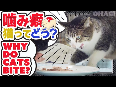 噛み癖の猫ってどう？