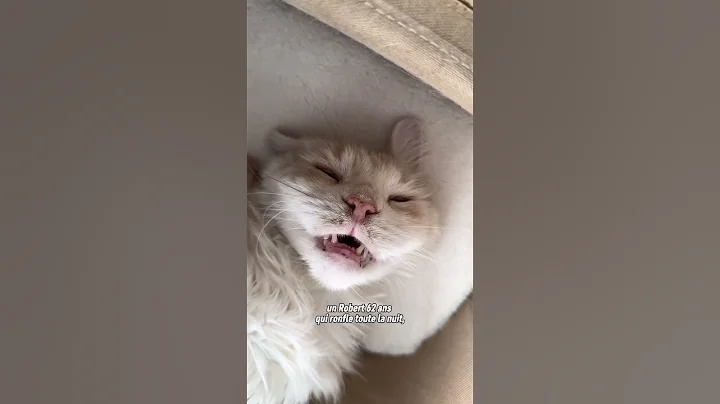 Video 10507821: adopt mainecoon cat, mainecoon cat cute