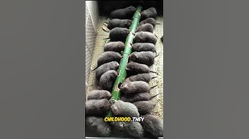 Bamboo Rats Farming in China 🤯