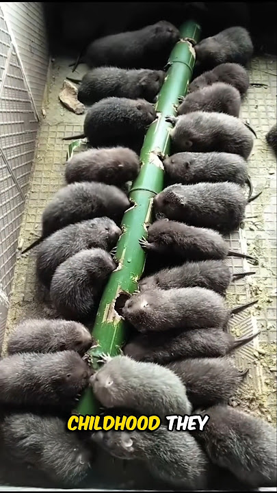 Bamboo Rats Farming in China 🤯