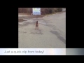 Just Some Quick Fun! Best dog Training DC, Va, NC, and Maryland! Just Some Quick Fun! Best dog Training DC, Va, NC, and Maryland!