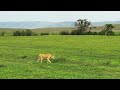 Lions hunting a buffalo in Serengeti NP, Tanzania : Amazing Planet Mp3 Song