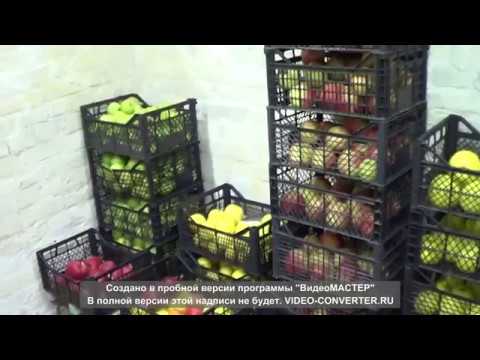 Хранение яблок в обычном подвале