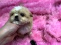 Shih Tzu Puppies For Sale In Pa