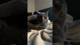 subliminal cat #love #cat #cute #memes