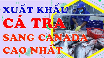 Xuất khẩu cá tra sang Canada đạt mức cao nhất từ đầu năm 2023