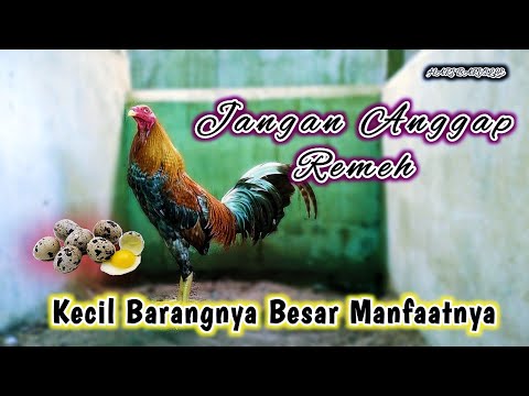 Telur Puyuh Untuk Ayam