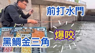 前打水門選對餌，純分享“黑鯛金三角”不咬也爆咬