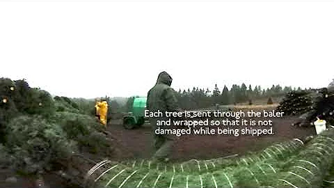 ExplOregon Agriculture - Christmas Tree Harvest