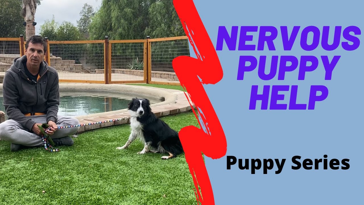 Puppy gets scared when the owners leave. Watch what I do - YouTube