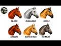 Cada cavalo do Brasil Explicado em 5 minutos!