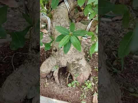 Video: Karet Ficus (49 Foto): Merawat Ficus Elastis Di Rumah. Memangkas Dan Membentuk Mahkota. Mengurutkan 