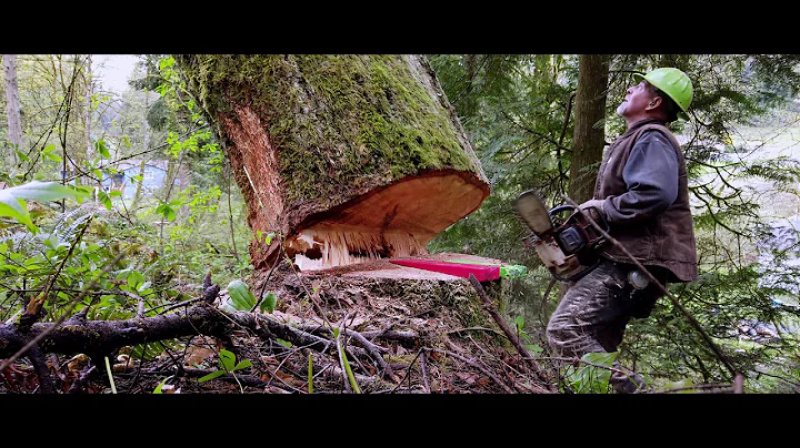 Timber Falling In the PNW- With Paul Harmon