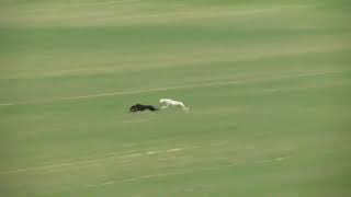 GALGOS MITICOS. FINAL CAMPEONATO DE ESPAÑA LIOSA ESCORPION