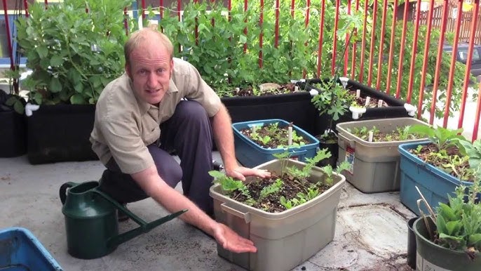 A Wicking Bed Diy Garden Projects