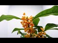 【金木犀】キンモクセイの開花(花の開花#519)/ Flowering fragrant orange-colored olive (Timelapse)