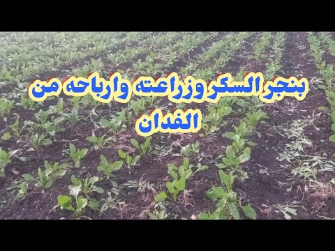 أرباح زراعه بنجر السكر ومواعيد الزراعه والحصاد والتسميد والرى ومكافحة الأمراض والافات الزراعيه