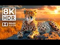 VIBRANT LIFE in Dolby Vision 8K HDR | with cinematic sound (Colorful animal life)