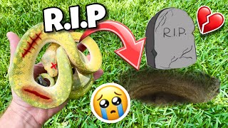 Rip Green Tree Python ! What Happened ?! (Sad)