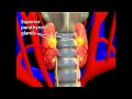 Thyroid Animation