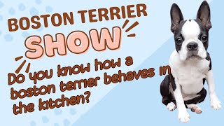 do you know how a boston terrier behaves in the kitchen?