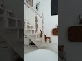 My cat wants me to throw a toy! おもちゃを投げて欲しい猫 #猫 #cat #funnycat #cat #catlover #shorts
