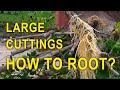 Bougainvillea  large cuttings  how to root