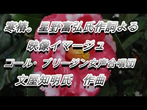 寒椿。星野富弘さんの作詞によるイマージュに寄せて。コール・ブリージン女声合唱団、文屋知明氏作曲から。