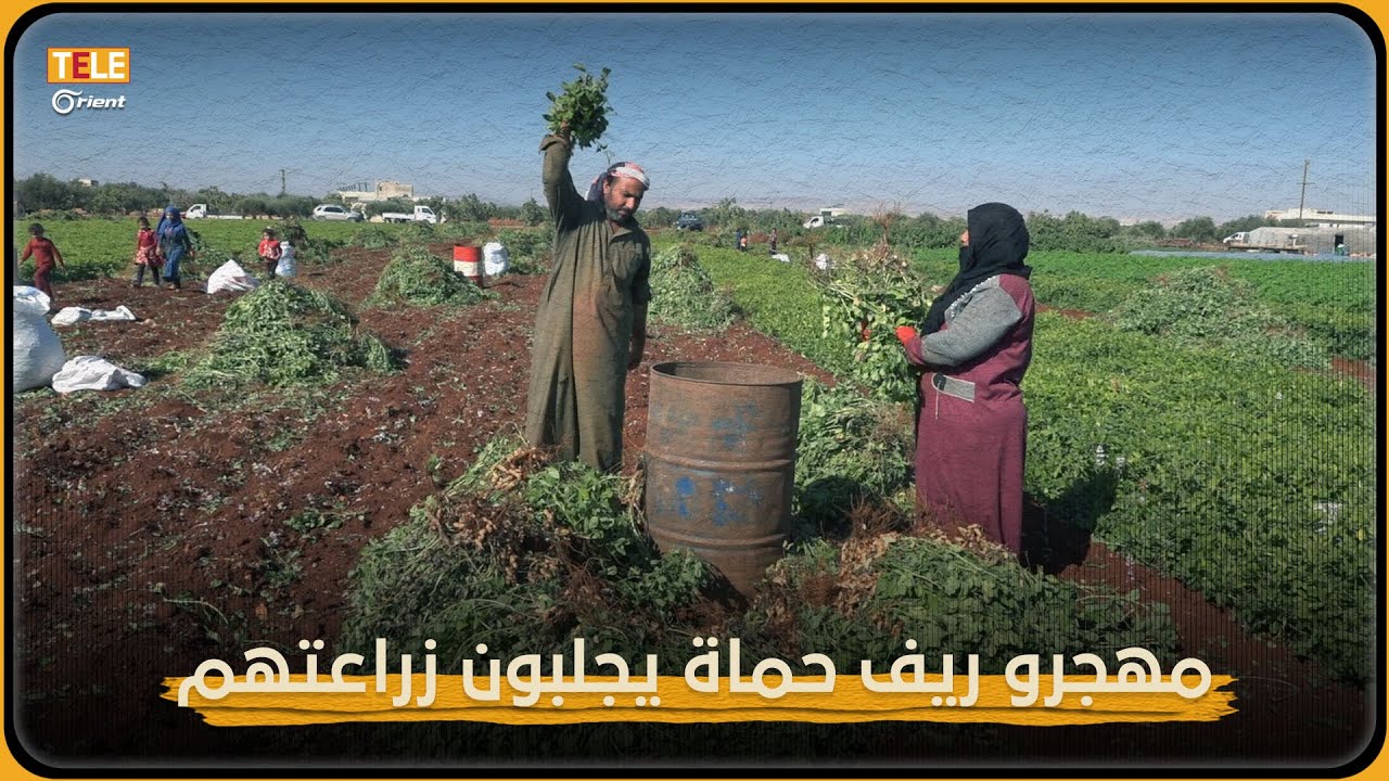 محصول الفول السوداني، ضيف جديد على زراعات إدلب