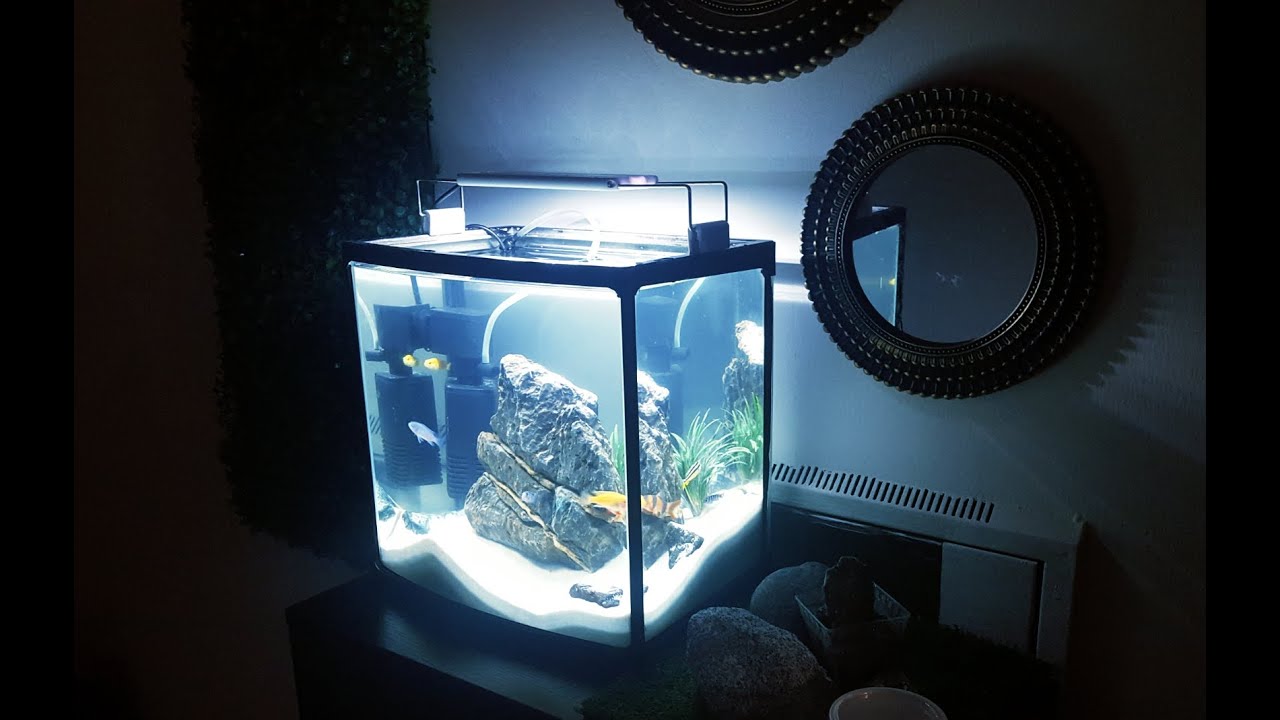 White Sand & Rock Aquarium Setup Small Cichlids tank YouTube