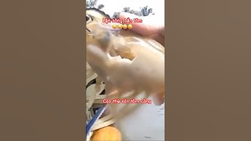 Cao thủ săn tôm càng #shorts #batca #tomcangxanh  #batca #fishing #cuocsong #giaitri