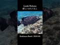 Gentle Welcome 優しいおもてなし Hoshizuna Beach Iriomote Okinawa 星砂の浜 西表島 Snorkeling Shorts 
