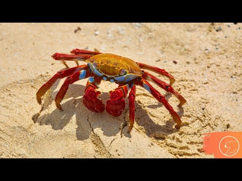 Vídeo: Uma variedade de caranguejos: nomes e fotos onde vivem