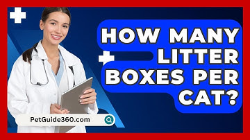 How Many Litter Boxes Per Cat? - PetGuide360.com