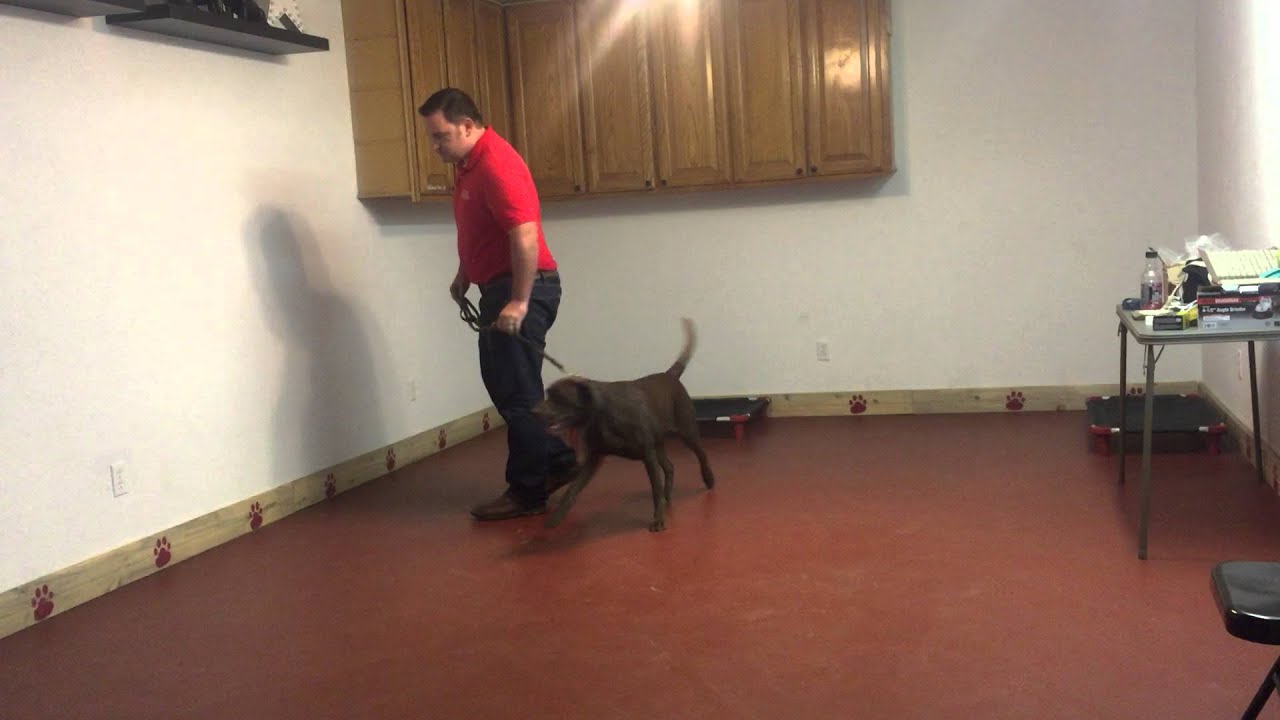 Turkey Progress Video obedience to authority