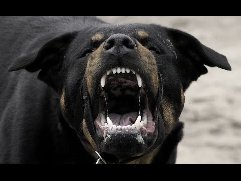 Видео: TOP 10 STRONGEST DOGS IN THE WORLD