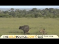 Buffalo Rescue Newborn Calf from Hyenas