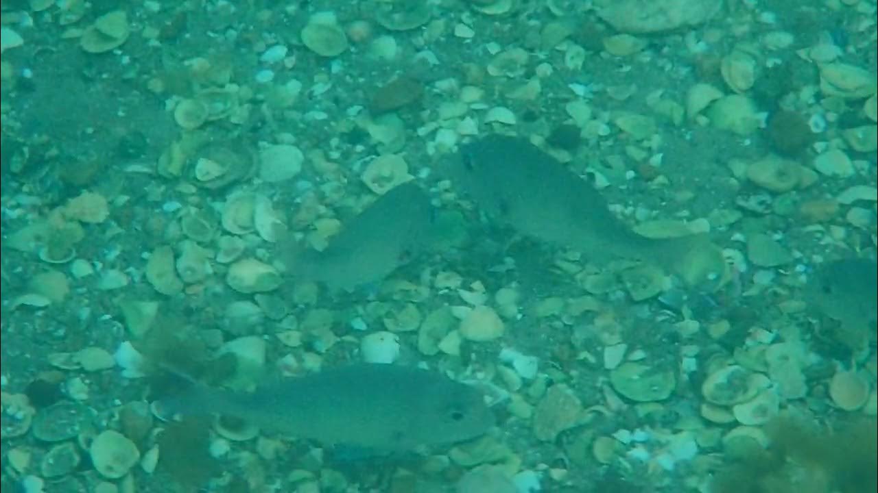 Snapper snapshot baby snapper fish seem as keen to see me as I am to