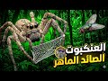 كيف يصطاد🕸️ العنكبوت🕷️ فريسته.