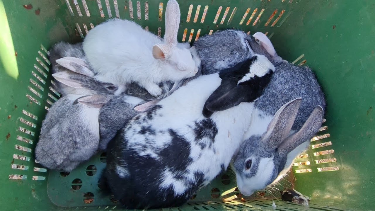 سوق ثلاثاء أزرو لدجاج بلدي وأرانب وطوس 2023/01/03