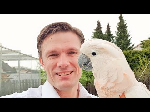 Video: Připomeňme Si Jídlo Z Papouška Lafeber