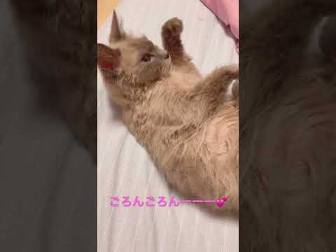 ゴロゴロ激しいにゃんこ様🐈🐾 #ブリーダー直販 #ラパーマ #猫 #マンチカン #子猫 #ミヌエット #猫のいる暮らし