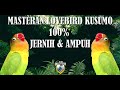 SUARA BURUNG LOVEBIRD KUSUMO 100% ASLI, JERNIH, AMPUH GAMPANG MASUK UNTUK GACOAN ANDA AUTO GACOR!!!!