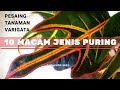 Download Lagu 10 Macam Jenis Tanaman Puring Varigata #koleksi_kebuncilik