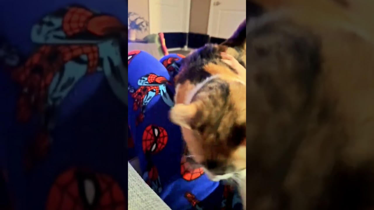 My Cat Stole My Bed 😹 | Clever Cat Moments 