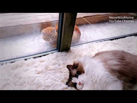 A stray kitten always peeked at my cat through the window, until the day I opened the door for him