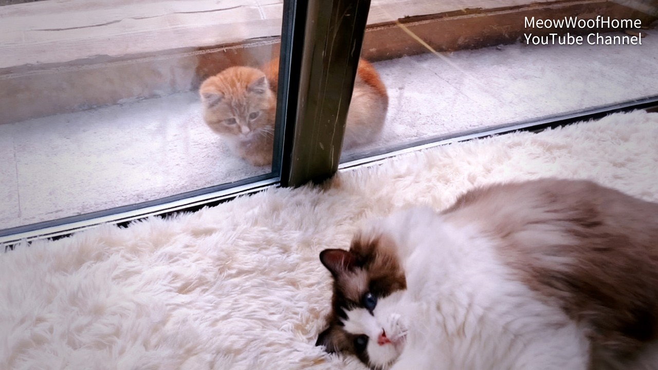 Бездомный котёнок всегда подглядывал в окно за моим котом, пока я не открыл ему дверь