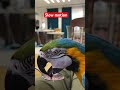 #macaw #animal #bird #parrot