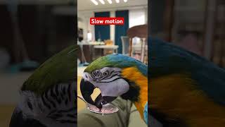 #macaw #animal #bird #parrot