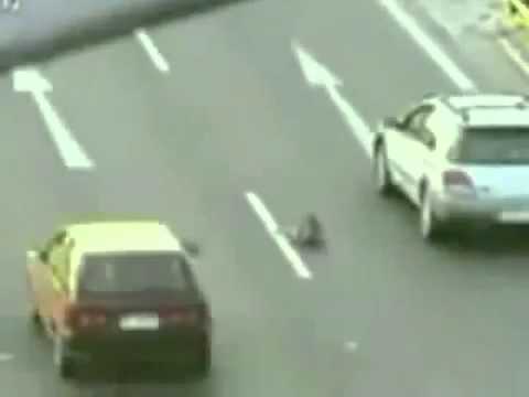 Dog saves another dog after it was hit on the highway